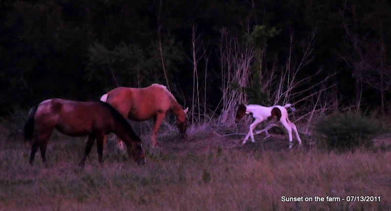 Our South Pasture