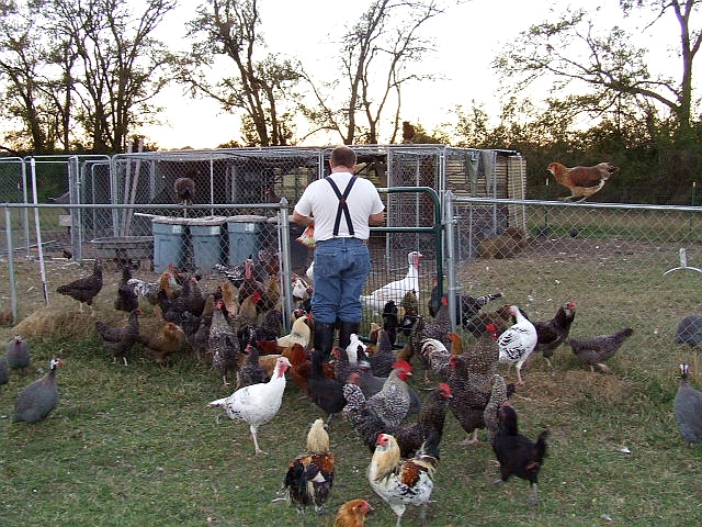 Feeding time for the flock